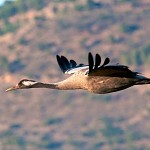 "Poulet" volant.   עגור (כרוכייה) מעל אגמון החולה 